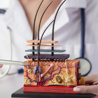 Mechanizm wypadania włosów, fazy (cykl) wzrostu włosa